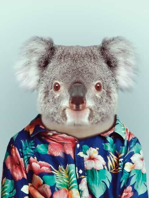 Koala in a Hawaiian shirt. (Photo by Yago Partal/Barcroft Media)