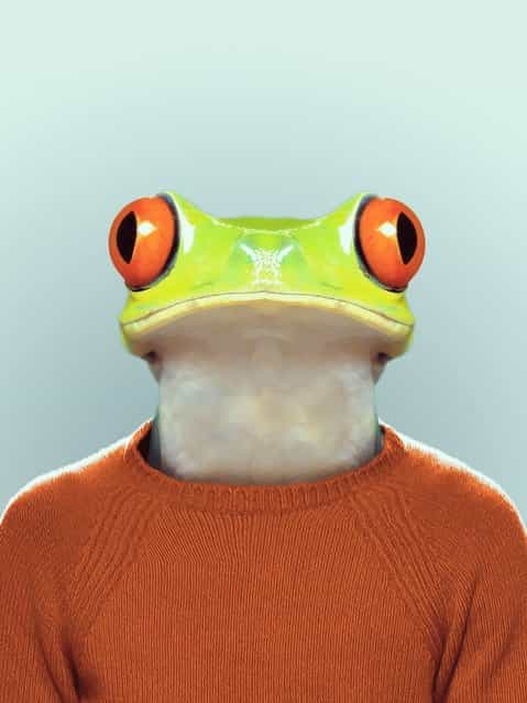 Frog wearing a jumper. (Photo by Yago Partal/Barcroft Media)