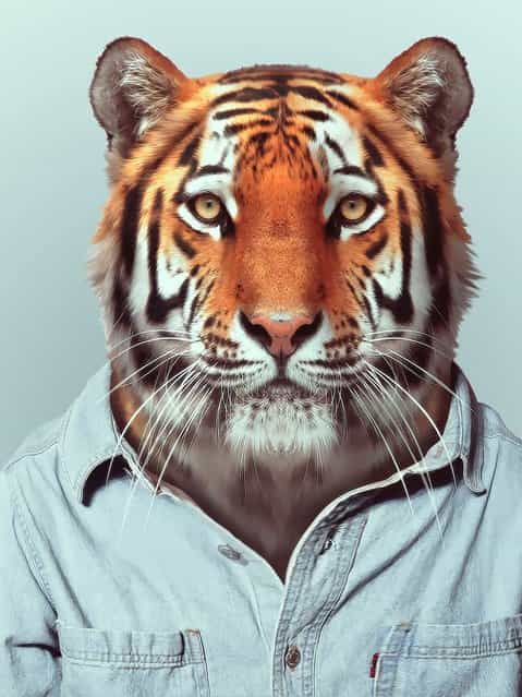 Tiger wearing a denim shirt. (Photo by Yago Partal/Barcroft Media)