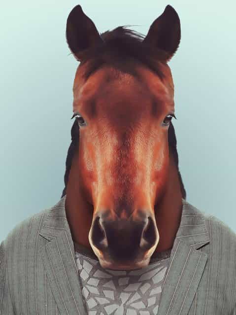 Horse wearing a suit. (Photo by Yago Partal/Barcroft Media)
