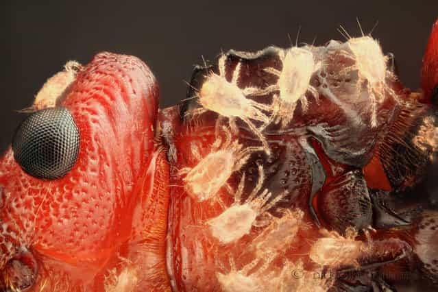 Honorable Mention: A 10x magnified image of a flat bark beetle, showing part of the head and prothorax with phoretic mites, by Nikola Rahme, from Budapest, Hungary. (Photo by Nikola Rahme)
