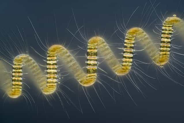 First place winner in the competition, this image depicts a colonial plankton organism, Chaetoceros debilis (marine diatom), magnified 250x by Wim van Egmond, of the Micropolitan Museum, Berkel en Rodenrijs, Zuid Holland, Netherlands. (Photo by Wim van Egmond)