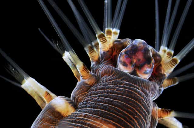 3rd Place winner of the 2013 Small World Photomicrography Competition, a 20x close-up of a marine worm by Dr. Alvaro Esteves Migotto, of the Universidade de Sao Paulo, Centro de Biologia Marinha, Brazil. (Photo by Dr. Alvaro Esteves Migotto)
