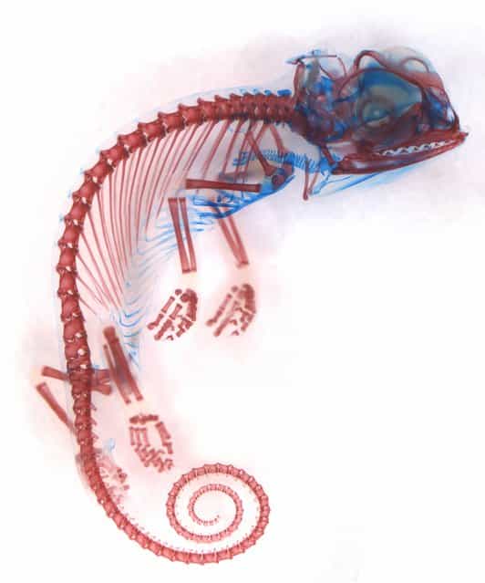 Miss Dorit Hockman, of the University of Cambridge in the U.K., took this image of a veiled chameleon (Chamaeleo calyptratus) embryo that has been stained to highlight the cartilage (blue) and bone (red). The rest of the tissues have been made clear. (Photo by Dorit Hockman)