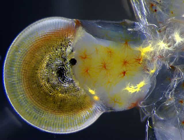 Miss Vitoria Tobias Santos, of the Universidade Federal do Rio de Janeiro in Brazil, took this image of a ghost shrimp (Macrobrachium) eye, magnified 140 times. (Photo by Vitoria Tobias Santos)