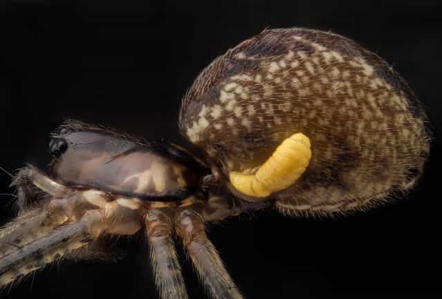 Mr. Geir Drange, of Asker, Norway, took this image of a sheet weaver spider (Pityohyphantes phrygianus) with a parasitic wasp larva on its abdomen, magnified five times. (Photo by Geir Drange)