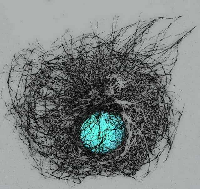 Honorable mention: Dr. Mariela Loschi, of Buenos Aires, Argentina, took this image of the microtubules and nucleus in a cultured cell, magnified 100 times. (Photo by Mariela Loschi)