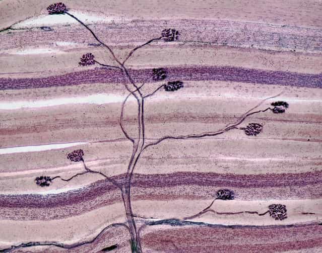 Dr. David Ward, of Oakdale, California, took this image of a thin section of nerve and muscle tissue (axons of motor neurons synapsing with skeletal muscle cells). It is enlarged 40 times. (Photo by David G. Ward)