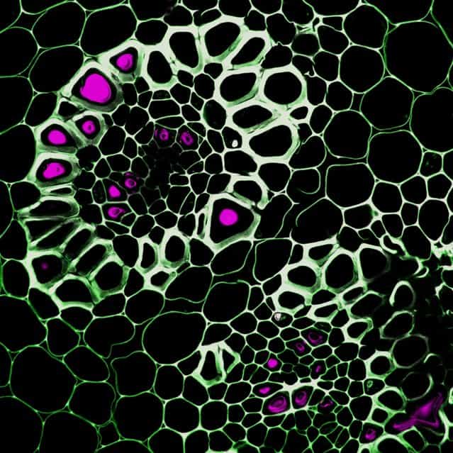 IOD: Dr. Guichuan Hou, of the Dewel Microscopy Facility in North Carolina, took this image of a cross section of lily of the valley (Convallaria) magnified 40 times. (Photo by Guichuan Hou)