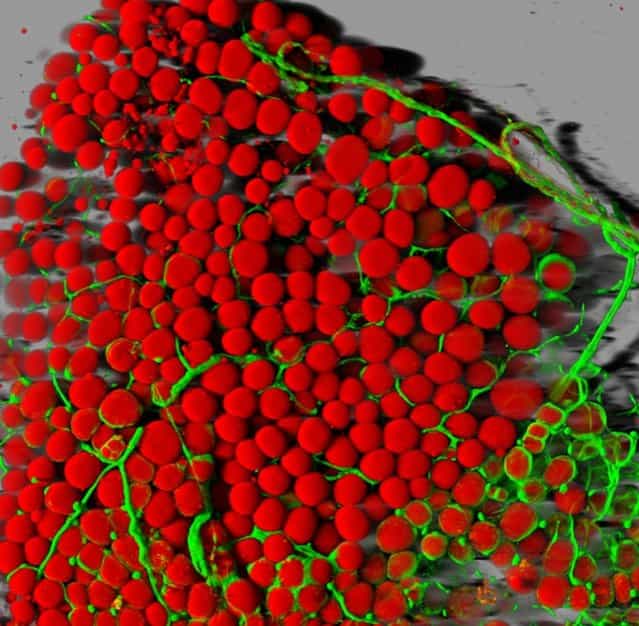IOD: Dr. Daniela Malide, of the National Institutes of Health, took this picture of mouse fatty tissue. The red blobs are fat cells, and the green are blood vessels, magnified 25 times. (Photo by Daniela Malide)