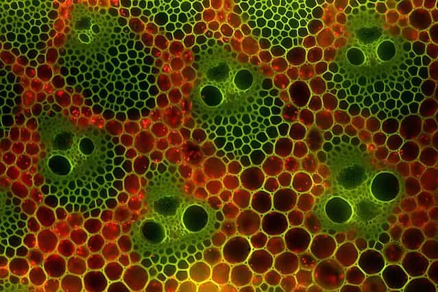 IOD: Mr. Eckhard Voelcker, of the Berlin Microscopic Society in Germany, took this image of the cross section of bamboo stems – which look decidedly spooked. They are magnified 200 times. (Photo by Eckhard Voelcker)