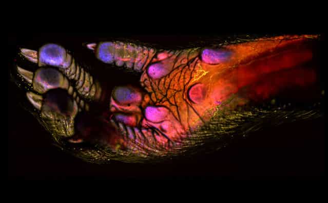 Honorable Mention: This 100X image of an adult mouse foot showing blood vessels, immune cells and soft tissues, by Dr. Andrew J. Woolley, Himanshi Desai and Kevin Otto, Purdue University, Indiana. (Photo by Dr. Andrew J. Woolley, Himanshi Desai and Kevin Otto)