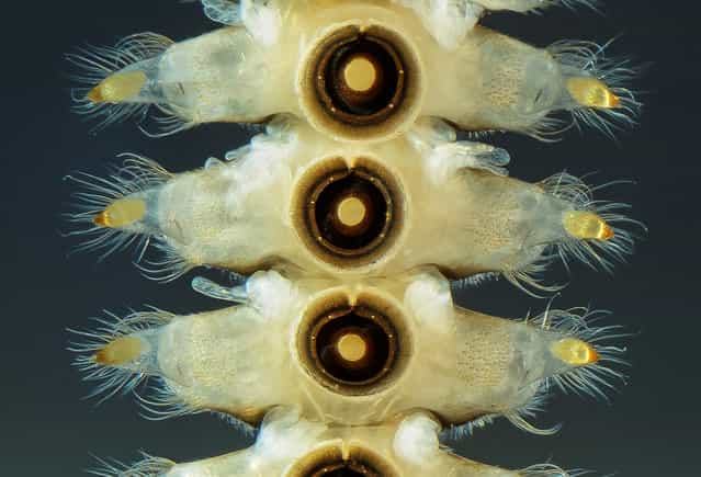 Image of Distinction: A 40X view of abdominal segments of Diptera Blephariceridae larvae, by Fabrice Parais, of DREAL de Basse-Normandie, France. (Photo by Fabrice Parais)