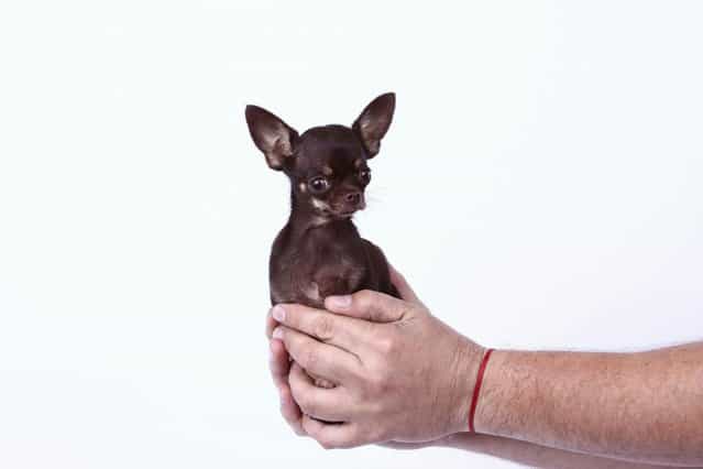 Milly, a female Chihuahua from Puerto Rico, who has made it to the Guinness Book of World Records as the worlds smallest dog, measuring just 9.65 cm (3.8 inches) tall. (Photo by PA Wire)