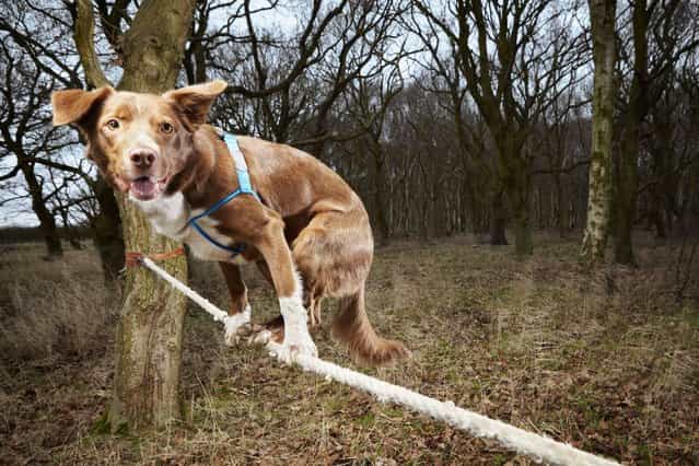 Ozzy a Border Collie/Kelpie crossbreed from Norwich in England, who has made it into the Guinness Book of World Records for the fastest crossing of a tightrope by a dog. (Photo by PA Wire)