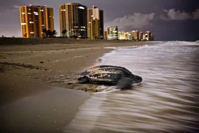After midnight, a leatherback returns to the water having deposited her eggs on Singer Island. 322 leatherback nests were documented this year, and 100 of those were in Palm Beach County. (Photo by Greg Lovett/The Palm Beach Post)