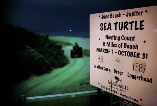 A spotter with the Loggerhead Marinelife Center rides her ATV onto Juno Beach to search for nesting leatherback sea turtles. Each spring, the center dispatches biologists and technicians along an 11-mile stretch of beach between Jupiter Inlet and Lake Worth Inlet to document and research the critically endangered turtles. (Photo by Greg Lovett/The Palm Beach Post)