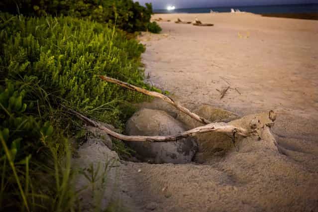 A green turtle nests under a branch on Singer Island. (Photo by Greg Lovett/The Palm Beach Post)