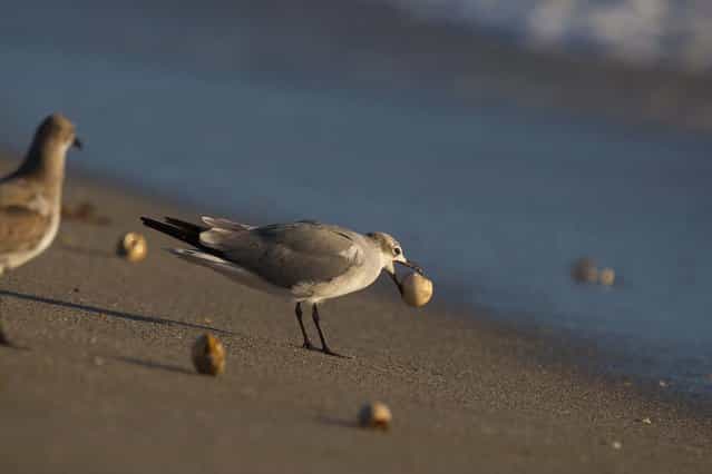 A bird makes a meal out of a sea turtle egg after the surf uncovered a nest on the beach in Coral Cove Park in Tequesta. (Photo by Greg Lovett/The Palm Beach Post)