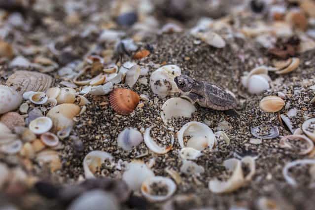 A loggerhead hatchling crawls over shells as it makes its way to the ocean after hatching on the beach in Coral Cove Park in Tequesta. (Photo by Greg Lovett/The Palm Beach Post)