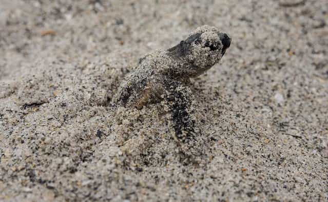 A loggerhead hatchling emerges from its nest on the beach at Coral Cove Park in Tequesta. (Photo by Greg Lovett/The Palm Beach Post)