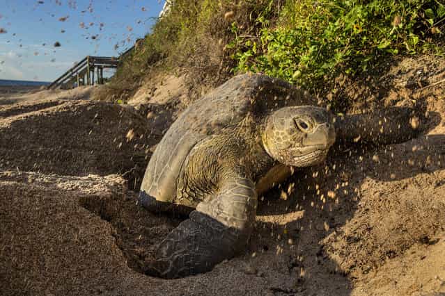 A green turtle climbs out of her nest after depositing eggs on the beach in Coral Cove Park in Tequesta. (Photo by Greg Lovett/The Palm Beach Post)