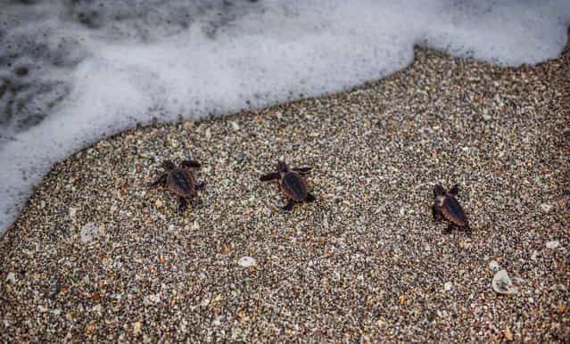 Three loggerhead hatchlings crawl to the surf after emerging from their nest in Coral Cove Park. (Photo by Greg Lovett/The Palm Beach Post)