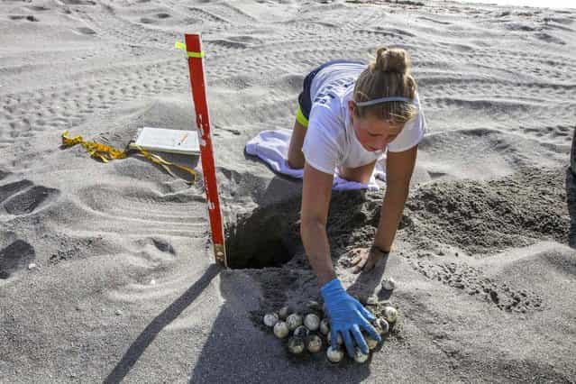 Loggerhead Marinelife Center research technician Sara Thomas excavates a turtle nest in Coral Cove Park. Three days after a nest hatches out, technicians dig up the nests to free any turtle that didn't make it out, count the empty shells left behind and record the data. (Photo by Greg Lovett/The Palm Beach Post)