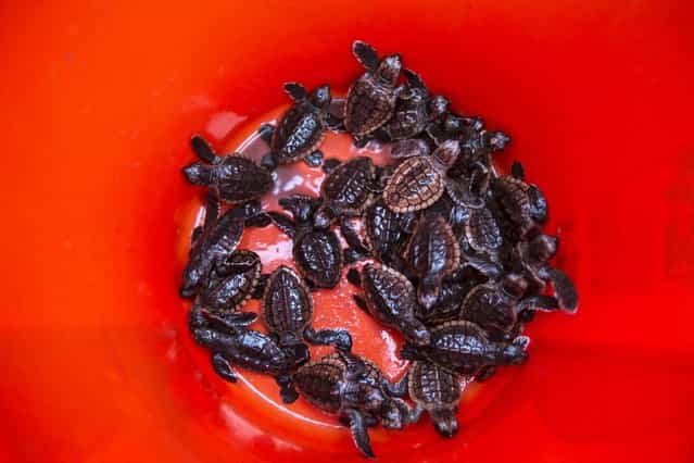 Loggerhead hatchlings from Gumbo Limbo Nature Center wait to be released from a boat and onto the sargassum to ride the gulf stream north. (Photo by Greg Lovett/The Palm Beach Post)