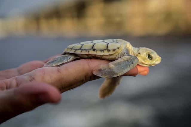 An albino green turtle hatchling waits to be released into the ocean. (Photo by Greg Lovett/The Palm Beach Post)