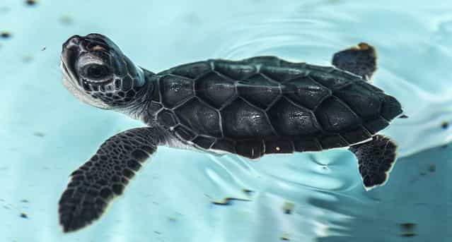 A green turtle hatchlings swims in a tank at the Loggerhead Marinelife Center in Juno Beach after being rescued on the beach. It will be taken by boat to the Gulf Stream and released. (Photo by Greg Lovett/The Palm Beach Post)