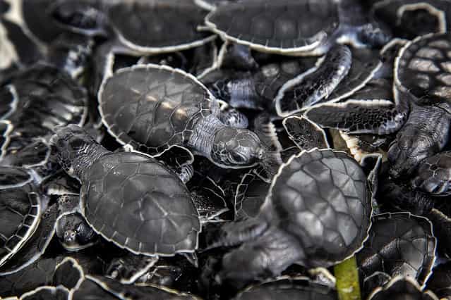Green turtle hatchlings wait to be released into the Altantic Ocean near Boca Raton. Coast Guard officials helped Melanie Stadler, a marine scientist with Gumbo Limbo Nature Center, release almost 500 sea turtle hatchlings into the sargassum. (Photo by Greg Lovett/The Palm Beach Post)