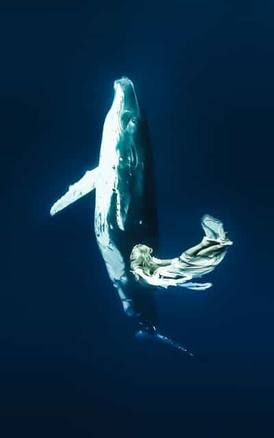 [An incredible shot capturing Hannah Fraser swimming towards a humpback whale as it swims up for air in the South Pacific Ocean ]. (Photo by Shawn Heinrichs/Barcroft Media)