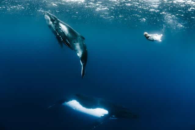 [Hannah Fraser is dwarfed by the two huge humpback whales]. (Photo by Shawn Heinrichs/Barcroft Media)