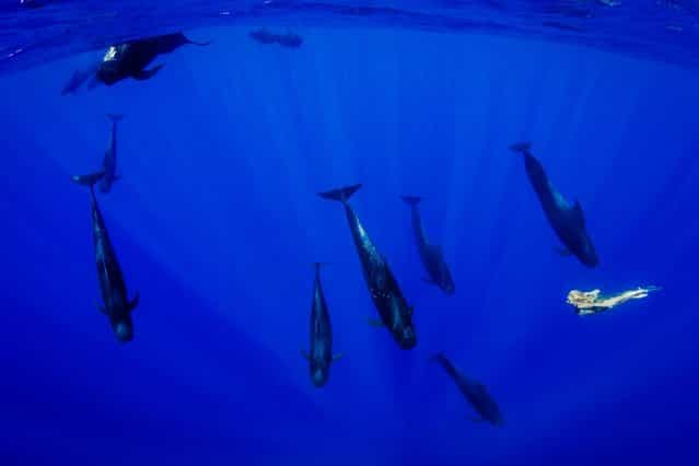 [Throughout the shoot photographer Shawn Heinrichs adn model Hannah Fraser found themselves meeting a number of different whale pods as they swam through the South Pacific Ocean]. (Photo by Shawn Heinrichs/Barcroft Media)