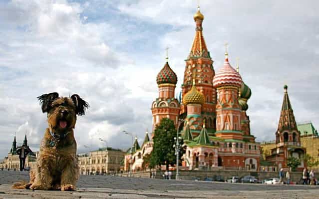 Oscar – The Traveller Dog