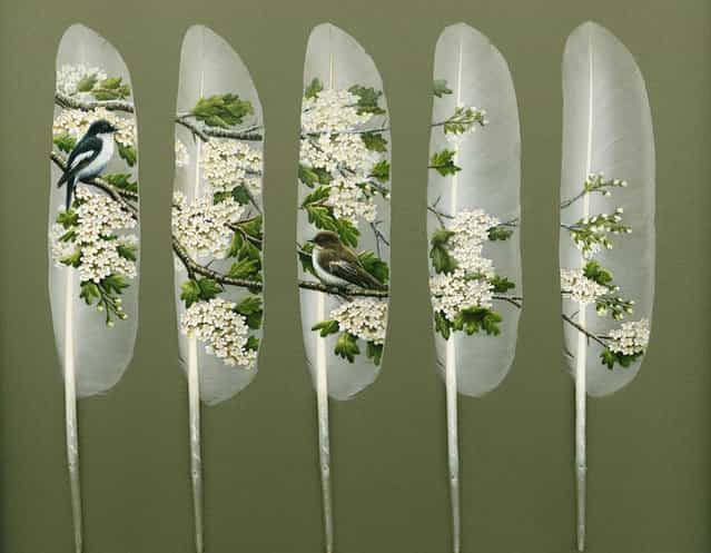 Feather Paintings By Julie Thompson