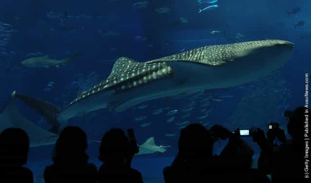 Whale Shark In Okinawa Aquarium