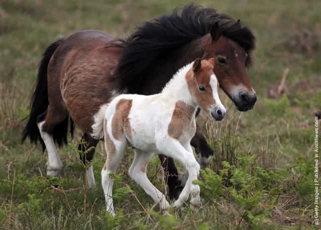 Dartmoor Ponies Enter Foaling Season