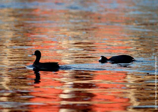 American coots swim through the colors of reflected graffiti off the concrete banks