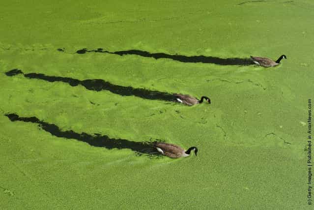 Canada geese swim along a stretch of the Regents Canal in Camden amidst green algae