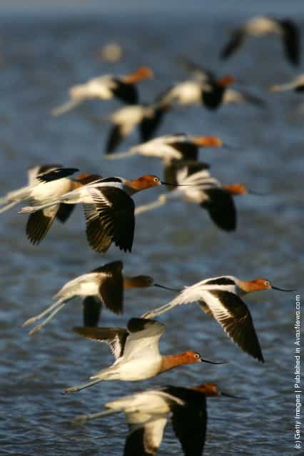Avocets in breeding plumage fly over restored water that covers portions of the salty crust of mostly-dry Owens Lake