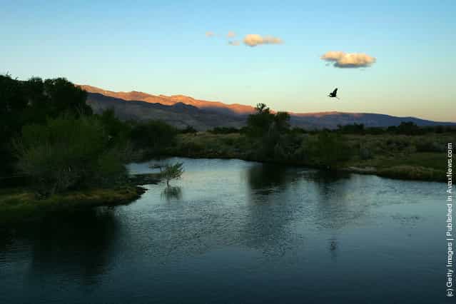 A great blue heron flies at dusk over the lower Owens River before it empties into Owens Lake
