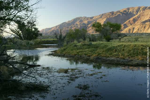 Riparian, or streamside, habitat along the lower Owens River before it empties into Owens Lake