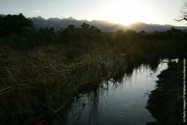 Riparian, or streamside, habitat along the lower Owens River before it empties into Owens Lake