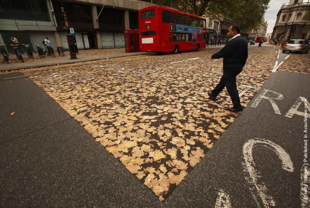 Autumn Leaves Trapped In Road Surface Following Late Summer Heatwave