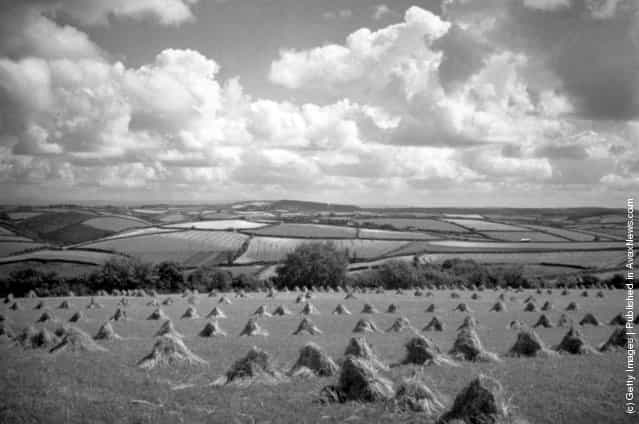 1935: A general view of a Cornish cornfield