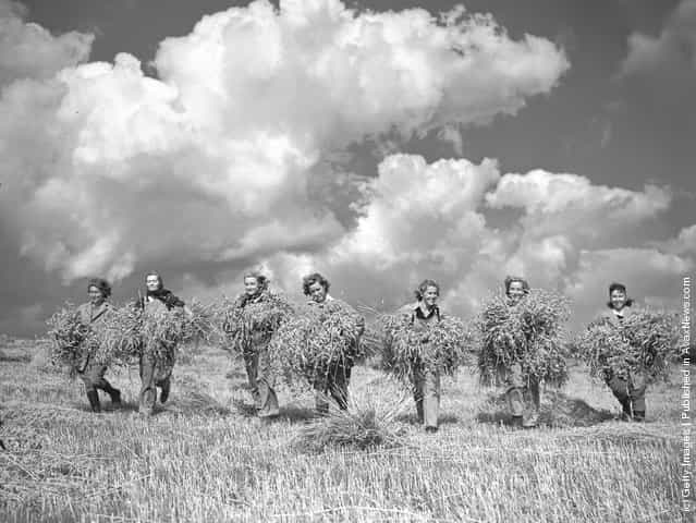 A group of land girls bringing in sheaves of wheat from a field reclaimed for the war effort from 400-acres of unused land on the Sussex Downs, 1941