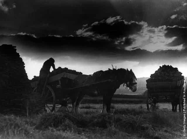1942: Stacking peat in the twilight on Brigsteer Mosses in Westmorland