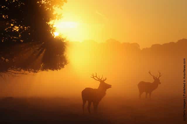 Autumn Deer Rut In Londons Richmond Park